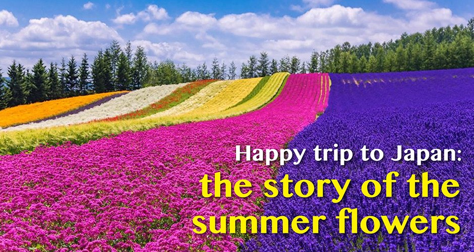 Happy trip to Japan: the story of the summer flowers